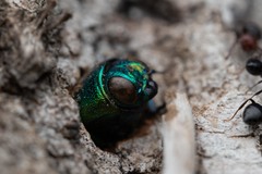 Eurythyrea micans