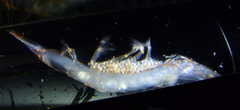 Pasiphaea sivado