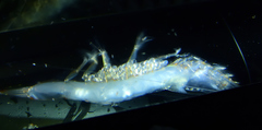 Pasiphaea sivado