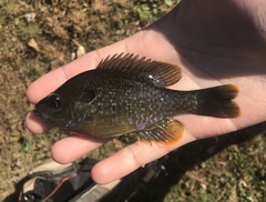 Lepomis macrochirus × cyanellus