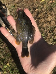 Lepomis macrochirus × cyanellus