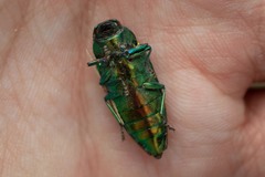 Eurythyrea micans