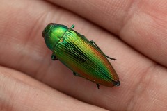 Eurythyrea micans