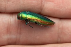 Eurythyrea micans