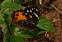 Paralethe dendrophilus