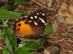 Paralethe dendrophilus