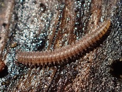 Apterourus
