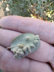 Dryomyia lichtensteinii