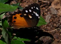 Paralethe dendrophilus