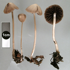 Psathyrella microrhiza