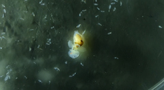 Pneumodermopsis ciliata