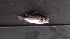 Neoniphon suborbitalis