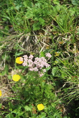 Chaerophyllum roseum