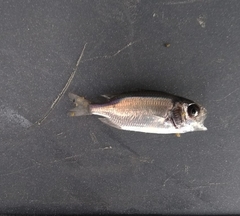 Neoniphon suborbitalis