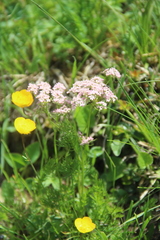 Chaerophyllum roseum