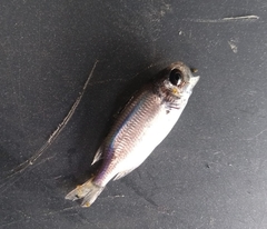 Neoniphon suborbitalis