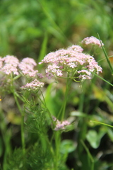 Chaerophyllum roseum