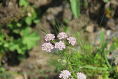 Chaerophyllum roseum