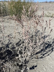Atriplex acanthocarpa