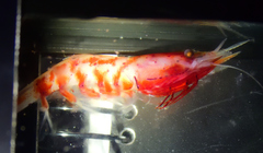 Systellaspis debilis