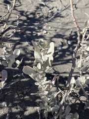 Atriplex acanthocarpa