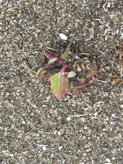 Chenopodium macrospermum