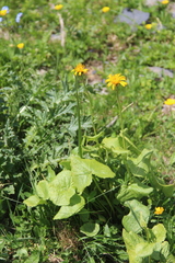 Dolichorrhiza caucasica