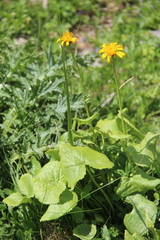 Dolichorrhiza caucasica