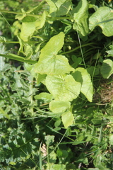 Dolichorrhiza caucasica
