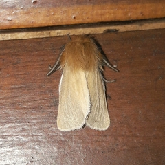 Paracles aurantiaca