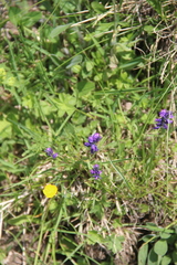 Polygala alpicola