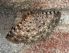 Polydesma umbricola