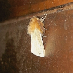 Paracles aurantiaca