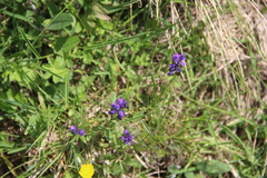 Polygala alpicola