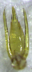 Sagola bipunctata