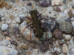 Eucallia
