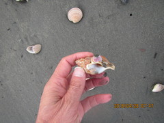 Notomegabalanus decorus