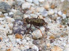 Eucallia