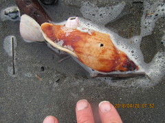 Notomegabalanus decorus