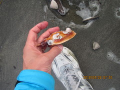 Notomegabalanus decorus