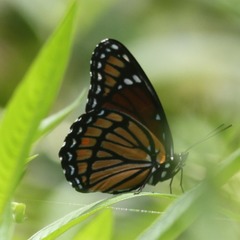 Limenitis archippus watsoni
