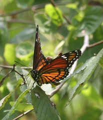 Limenitis archippus watsoni