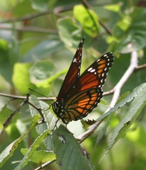 Limenitis archippus watsoni