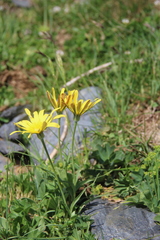 Tragopogon reticulatus
