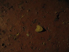 Anachrostis