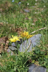Tragopogon reticulatus