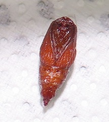 Petovia marginata
