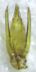 Sagola bipunctata