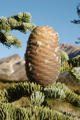 Abies magnifica magnifica