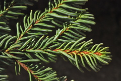 Abies magnifica magnifica